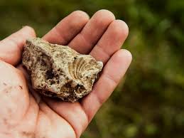 Organic matter in the fossil record generally dates by carbon 14 (c14) dating to about 20,000 to 40,000 years. What Half Life Means For Evolution