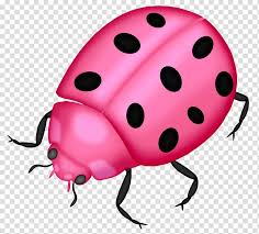 Ladybird Beetle Ladybird Beetle Drawing Insect Leaf Beetle Ladybug Jewel Bugs Transparent Background Png Clipart Hiclipart Including transparent png clip art, cartoon, icon, logo, silhouette, watercolors, outlines, etc. ladybird beetle ladybird beetle