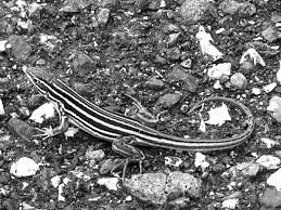 Image result for Stenocercus simonsii