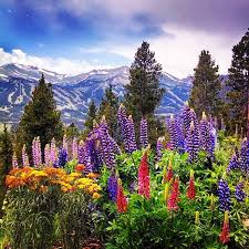 Bluebird Landscaping And Property Management Home Facebook