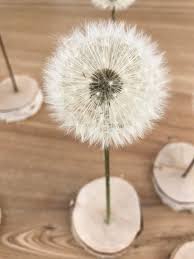 Den Lowenzahn Im Rechten Moment Pflucken Dem Wunder Der Natur Zusehen Wie Die Pusteblume Langsam Aufg In 2020 Blumen Basteln Diy Blumen Selbermachen Basteln Zu Hause