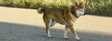 How Old Is Your Dog In Human Years Actijoy