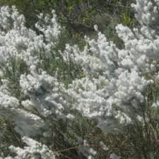 Image result for Eriocephalus racemosus