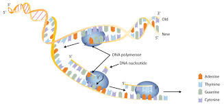 Dna, chromosomes and dna replication, rna and protein synthesis. 23 7 Dna Replication The Double Helix And Protein Synthesis Chemistry Libretexts