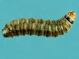 Image result for Melhania prostrata