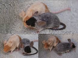 Pin By Lydia Laub On Rodent Housing Pet Mice Cute Rats Cute Hamsters