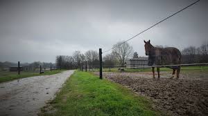 Fait divers \fɛ di.vɛʁ\ masculin. Faits Divers Pas De Calais Une Trentaine D Animaux Massacres Dans Un Pre Les Proprietaires Sous Le Choc