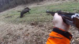 La video explique ou tirer un sanglier, la zone vitale, choix du calibre de la lunette. Video Tir D Un Sanglier A La Ligne