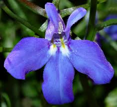 Image result for Lobelia fervens