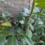 Image result for Erythroxylum emarginatum