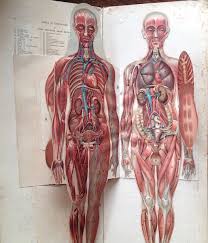 In both men and women, the urology system is the part of the body that deals with urination. Philips Anatomical Model Of The Female Human Body George Philip And Son London 1893 Antiche Curiosita