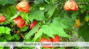 Ideal for containers, rockeries and borders. Five 5 Small Winter Flowering Shrubs About The Garden Magazine
