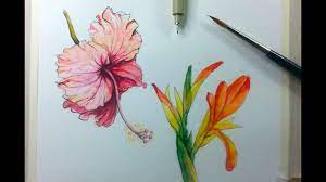 Drawing Painting Hibiscus Flower With Ink Watercolor Youtube Roses are one of the most beautiful flowers.