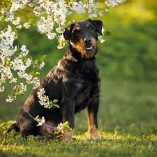 Image result for jagdteriér