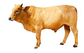 #fourtwnty #hitamputih #lelaku i do. Lembu Colla Cattle Farm