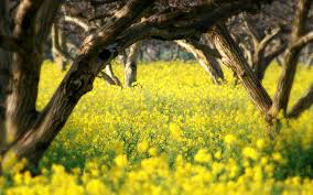 The san luis obispo area is famous for its beautiful beaches, and the weather in this area stays warm and sunny throughout the year. Hd Wallpaper Yellow Flowers Trees Nature Landscape San Luis Obispo Wallpaper Flare