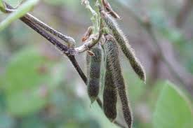 Image result for Neonotonia wightii