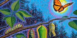 Learn vocabulary, terms and more with flashcards, games and other study tools. Our World Is In Transition From Caterpillar To Butterfly Fionn Wright