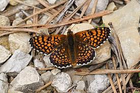 Image result for Melitaea cinxia
