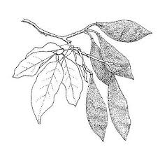 Image result for Craibia