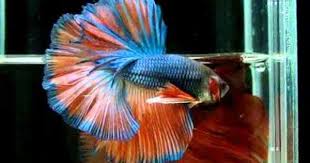 Sold Out Betta Splendens 0711 35 Orange Gas Halfmoon Singletail Male Mp4 Betta Fish Care Betta Betta Fish