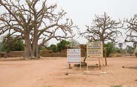 Fichier 2015 04 428 443ap Baobab Or Kapok Bombacaceae Sign Cooperative Bengkadi De Dougouniona Nintabougoro Vlge Nafanga Cmn Koutiala Crc Sikasso Rgn Ml Fri24apr2015 1043h Jpg Wikipedia