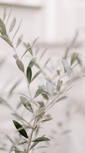 Pin By Daniela Gonzalez R On Olive Plant Background Samsung Wallpaper Plants