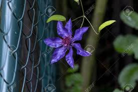 Clematis is known as one of the best perennial vines for your garden. Blue Clematis Flowers Creeping Up The Garden Fence Stock Photo Picture And Royalty Free Image Image 109851687