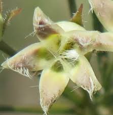 Image result for Zornia punctatissima