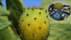 Cactus needles can be a real hassle to remove. The Best Way To Remove Thorns From Prickly Pear Cactus Youtube