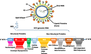 Anyone who has ever injected or inhaled illicit drugs Hepatitis C Virus Management Potential Impact Of Nanotechnology Virology Journal Full Text
