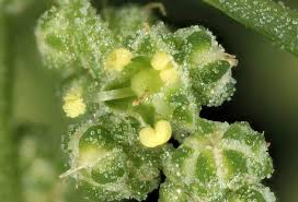 Image result for Atriplex