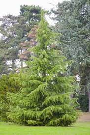 Conical with weeping branches that spread out horizontally height: Learn About The Beautiful Weeping Deodar Cedar Conifers Garden Evergreen Landscape Landscaping Trees