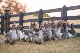 Not valid with any other offer. Spring Chickens At Moss Mountain Farm