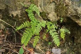 Image result for Cheilanthes