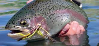 Informaţii de contact, telefon, adresă. Agentia Nationali Pentru Pescuit Si Acvaculturi Bucuresti