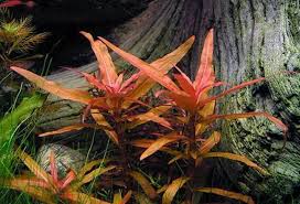 Image result for Nesaea passerinoides