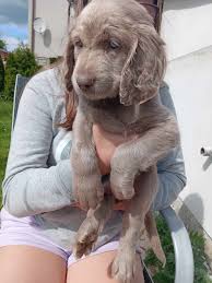 Image result for výmarský dlouhosrstý ohař