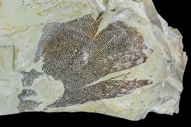 Image result for Dignathia gracilis