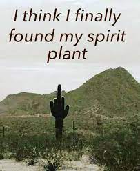 Cactus went from long alien fingers to beautiful pink flowers. My Spirit Plant 9gag