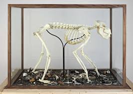 In what ways does a hays consultant work with a candidate? Between Two Bookends Ecology And The Work Of Mark Dion Flash Art