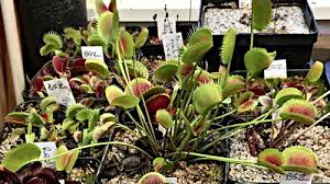 Find out the full form of anm. Growing Dionaea Muscipula Icps
