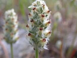 Image result for Plantago