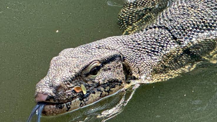 How to see Bangkok's famous monitor lizards up close and why you shouldn't  be scared | South China Morning Post