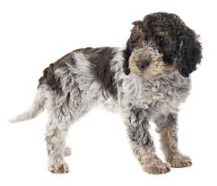 This is the price you can expect to pay for the bull terrier breed without breeding rights. Lagotto Romagnolo Dog Breed Facts And Information Wag Dog Walking