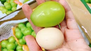 Check spelling or type a new query. Langka Anggur Lebih Besar Daripada Telur Ayam Merahputih