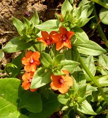 Image result for Lysimachia arvensis