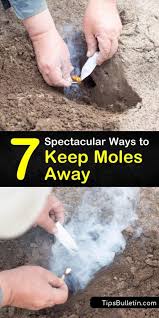 7 Spectacular Ways To Keep Moles Away