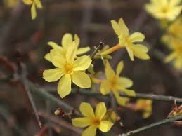 Image result for Jasminum breviflorum