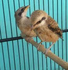Cara Mudah Merawat Anakan Burung Cendet Yang Masih Lolohan